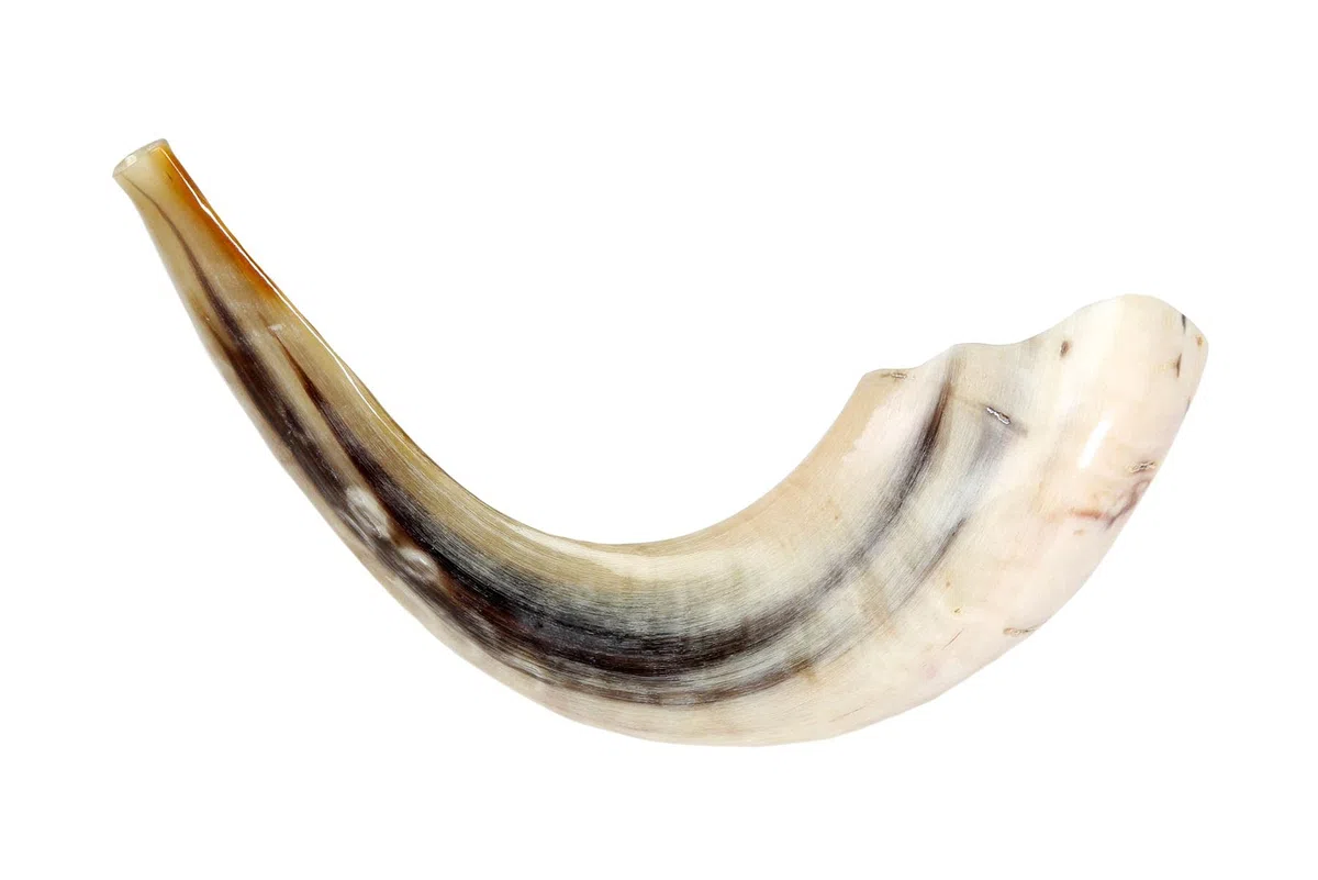 Koscher Ram's Horn Shofar, poliert, 33-37 cm