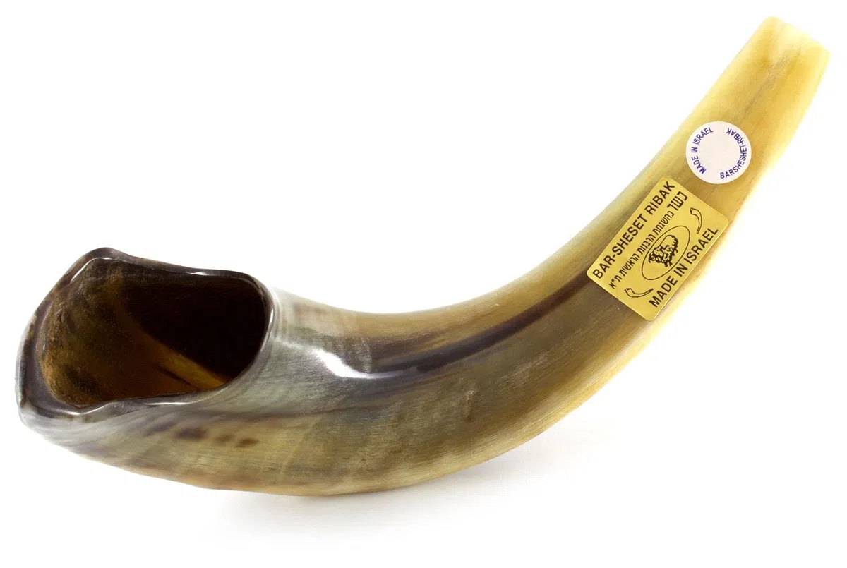 Koscher Ram's Horn Shofar, poliert, 33-37 cm