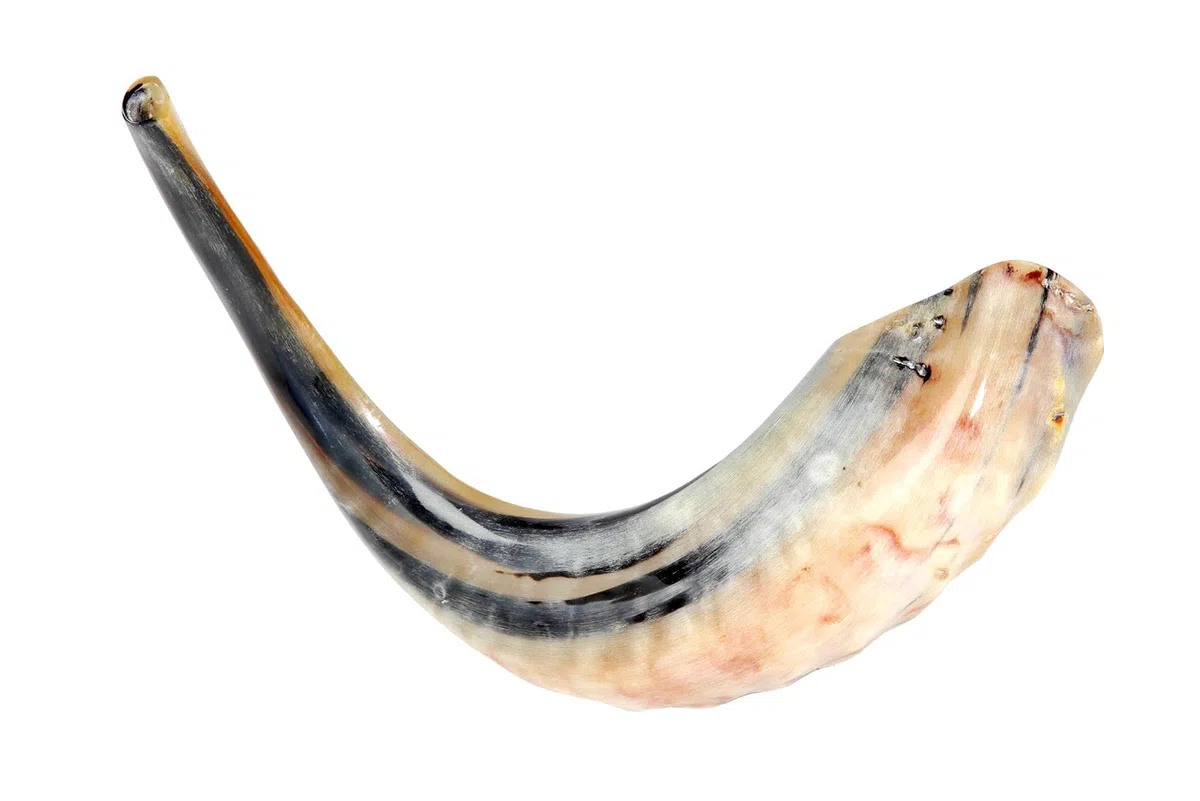 Koscher Ram's Horn Shofar, poliert, 33-37 cm