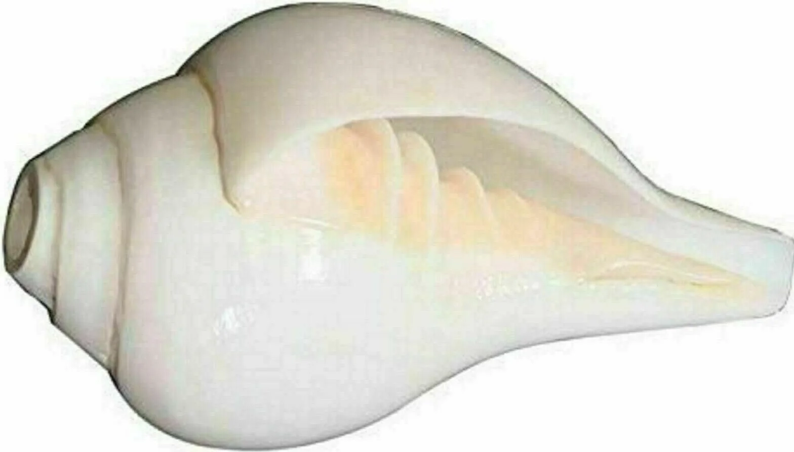 Exklusive Global Religiöse Sawan Hindu-Puja Blasmuschel (Bajanewala Puja Shankh) 7,6 cm Heimtempel