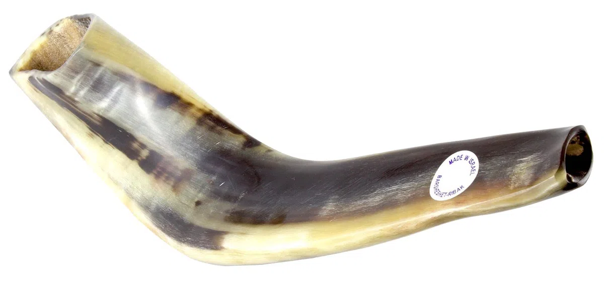 Koscher Ram's Horn Shofar, poliert, 33-37 cm