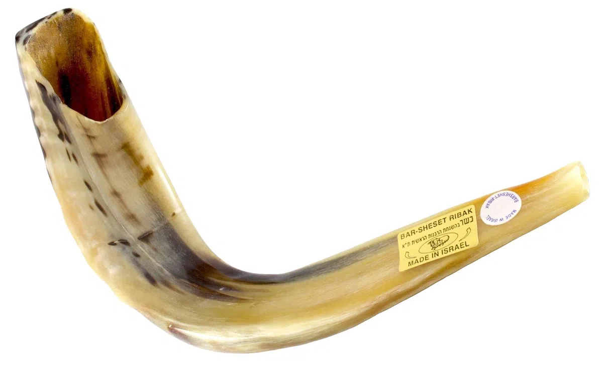 Koscher Ram's Horn Shofar, poliert, 33-37 cm